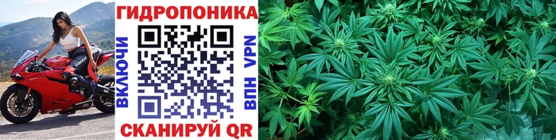 Канабис планчик  продажа наркотиков  Шацк 